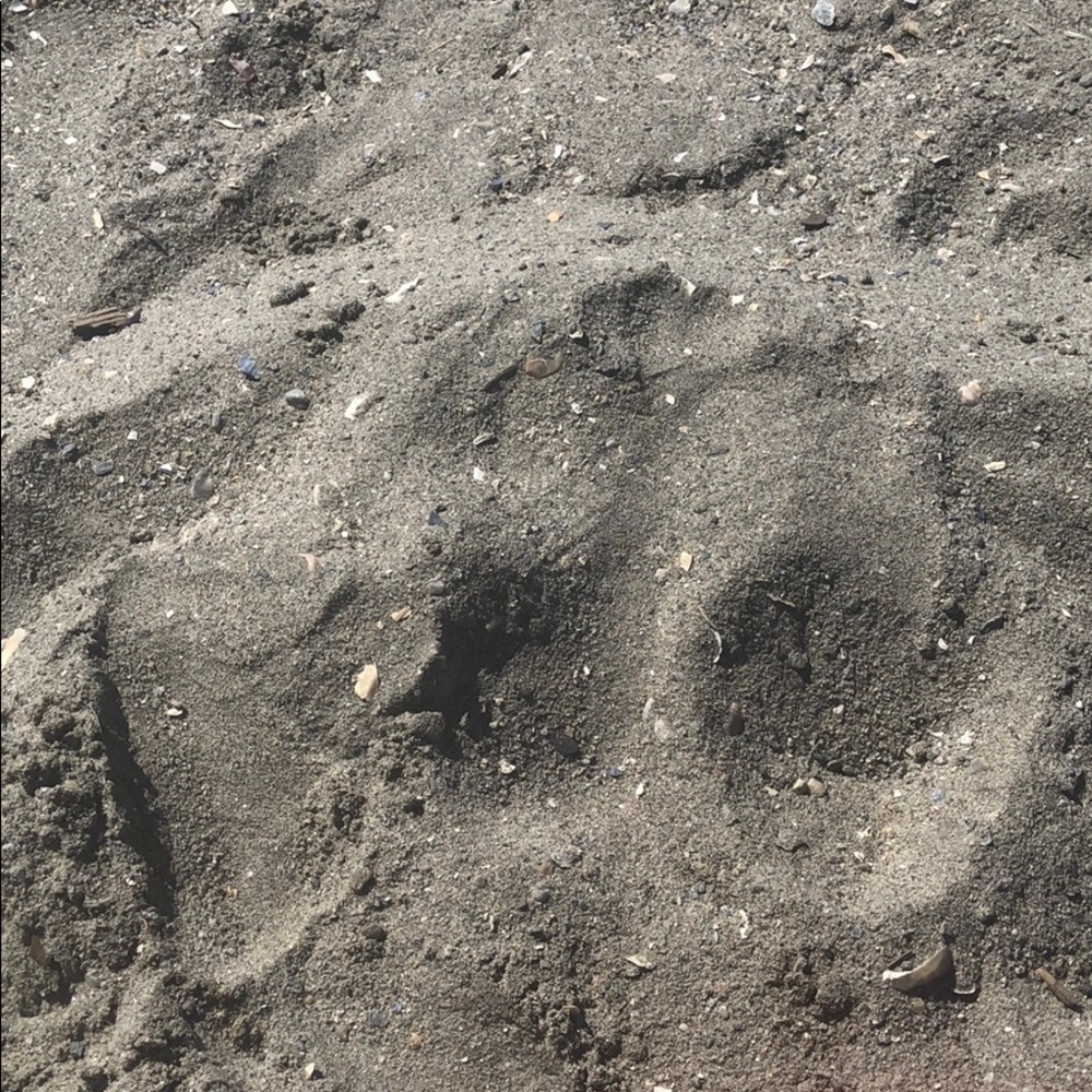 Meet your Posher, Elisabeth